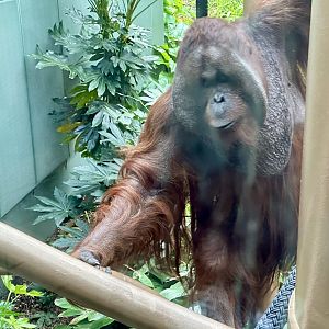 Charlie (Bornean Orangutan)