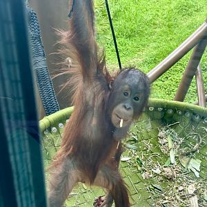 Bahmi (Bornean Orangutan)