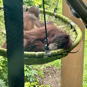 Daya (Bornean Orangutan)