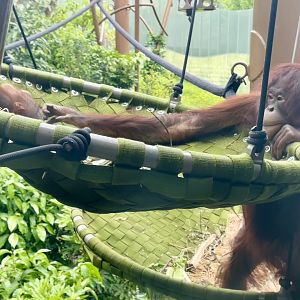 Daya and Bahmi Interacting (Bornean Orangutans)