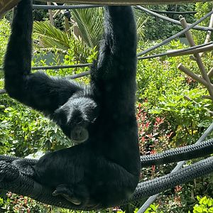 Siamang (Symphalangus syndactylus)