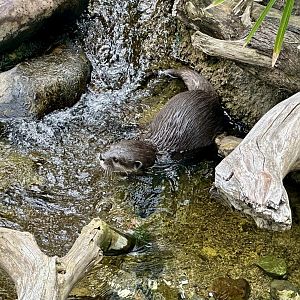 Asian small-clawed otter (Aonyx cinereus)