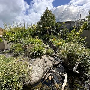 Asian Small-clawed Otter Exhibit