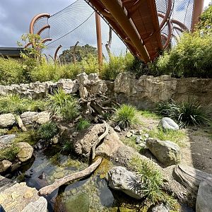Asian Small-clawed Otter Exhibit