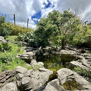 Large Sumatran Tiger Exhibit