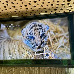Sumatran Tiger TV Screen