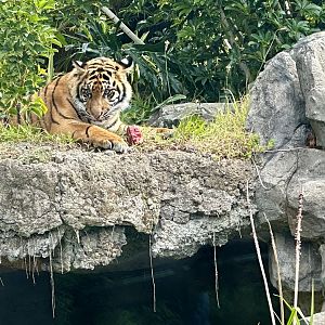 Cahya (Sumatran Tiger Cub)