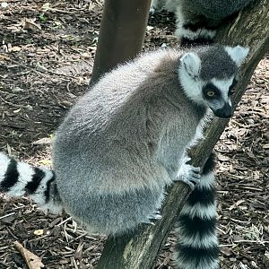 Ring-tailed lemur