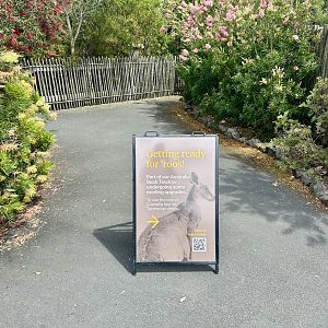 Kangaroos Coming Soon