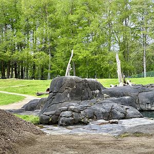 Elephant Exhibit (Back Paddock)