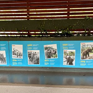 Elephant Signage - Elephant History