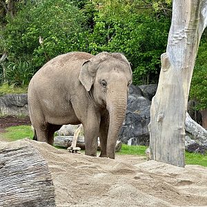 Burma (Indian Elephant)