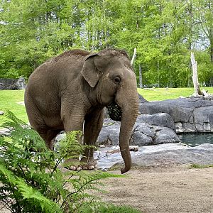 Burma (Carrying Food Enrichment)