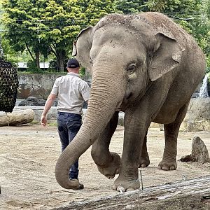 Burma (Flapping Ears)