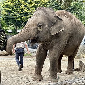 Burma (Food Enrichment)