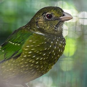 Green Catbird