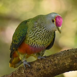 Rose-crowned Fruit-Dove