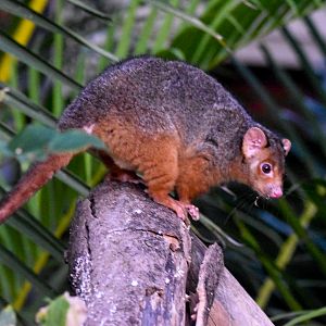 the backyard Common Ringtail Possum