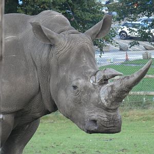 Southern white rhinoceros