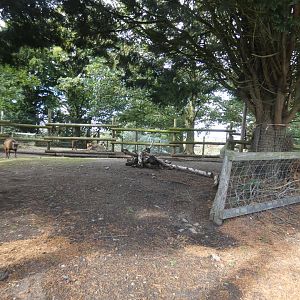 Lowland anoa enclosure