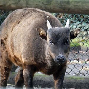 Lowland anoa