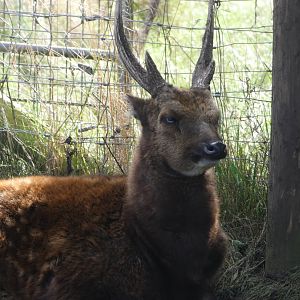 Philippine spotted deer