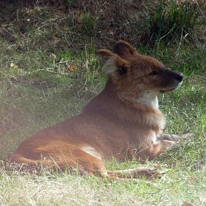 Chinese dhole