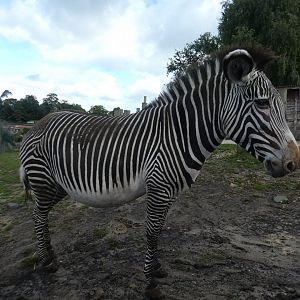 Grevy's zebra