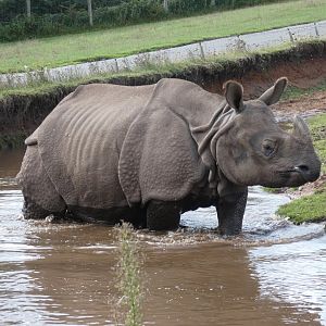 Indian rhinoceros
