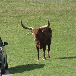 Ankole cattle