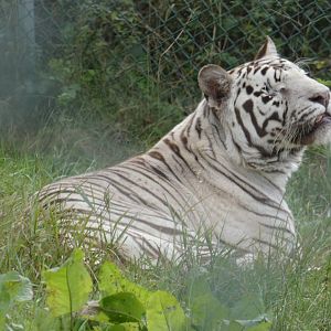 White tiger