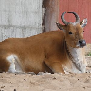 Javan banteng cow