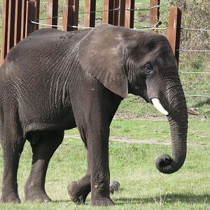 African elephant