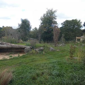 African hunting dog enclosure