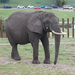 African elephant