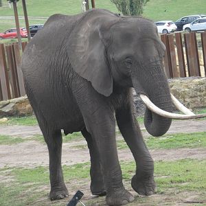 African elephant