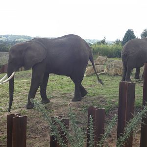African elephants