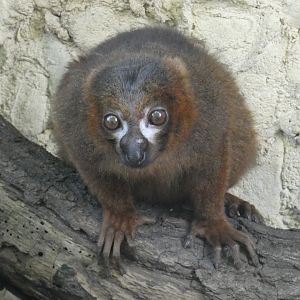 Red-bellied lemur