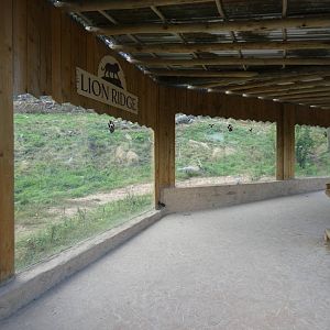 Lion viewing area