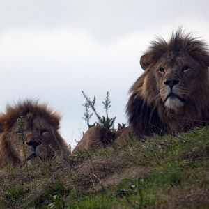 African lions