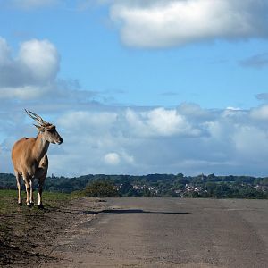 Common eland