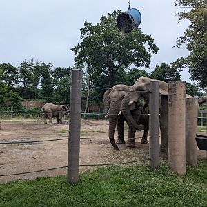 African Elephants Eating