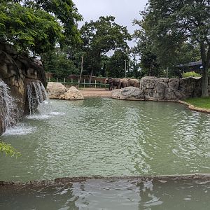 African Elephant Pool
