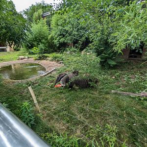 Giant Anteater Exhibit
