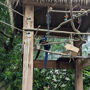 Hyacinth Macaws-on-a-stick