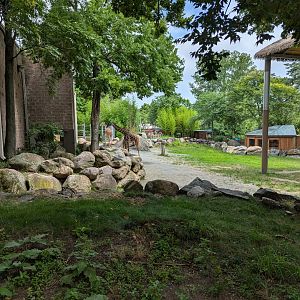 Giraffe Outdoor Enclosure