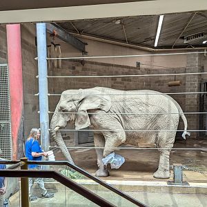 African Elephant Indoors Receiving Foot Treatment