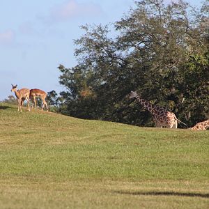 “Reticulated” Giraffes (Giraffa sp.) + Impala (Aepyceros melampus)