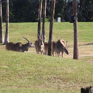 Herd of Common Eland (Taurotragus oryx ssp.)