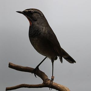 Himalayan rubythroat - Calliope pectoralis